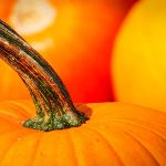 Leuchtende orange Kürbisse im Vordergrund ein Kürbis mit Stiel
