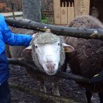 Schafe streicheln 01