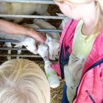 Schafe streicheln 02