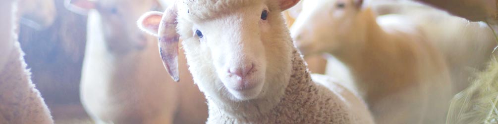 Schafe streicheln für Groß und Klein