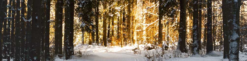 Was der Wald erzählt