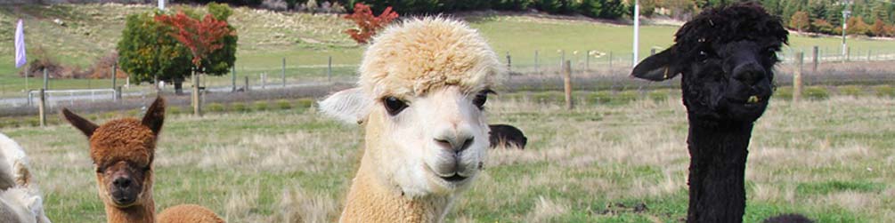 3 Alpakas weiß, braun und schwarz